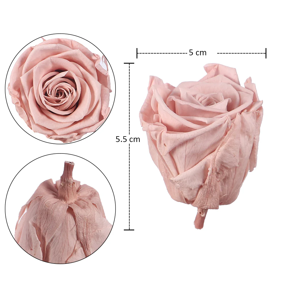 10pcs in a Box Preserved Rose Flowers - Image 5