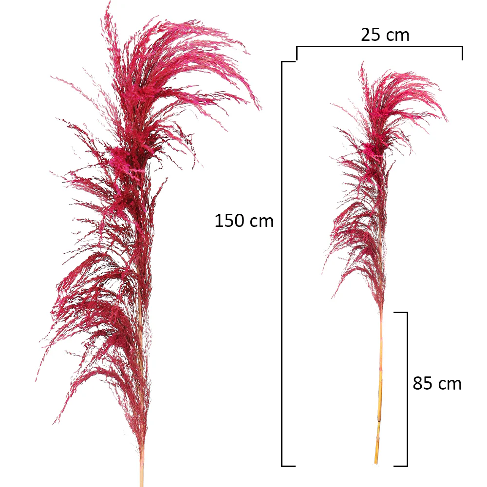 2-Packs Natural Dried Pampas Grass(without vase) - Image 17