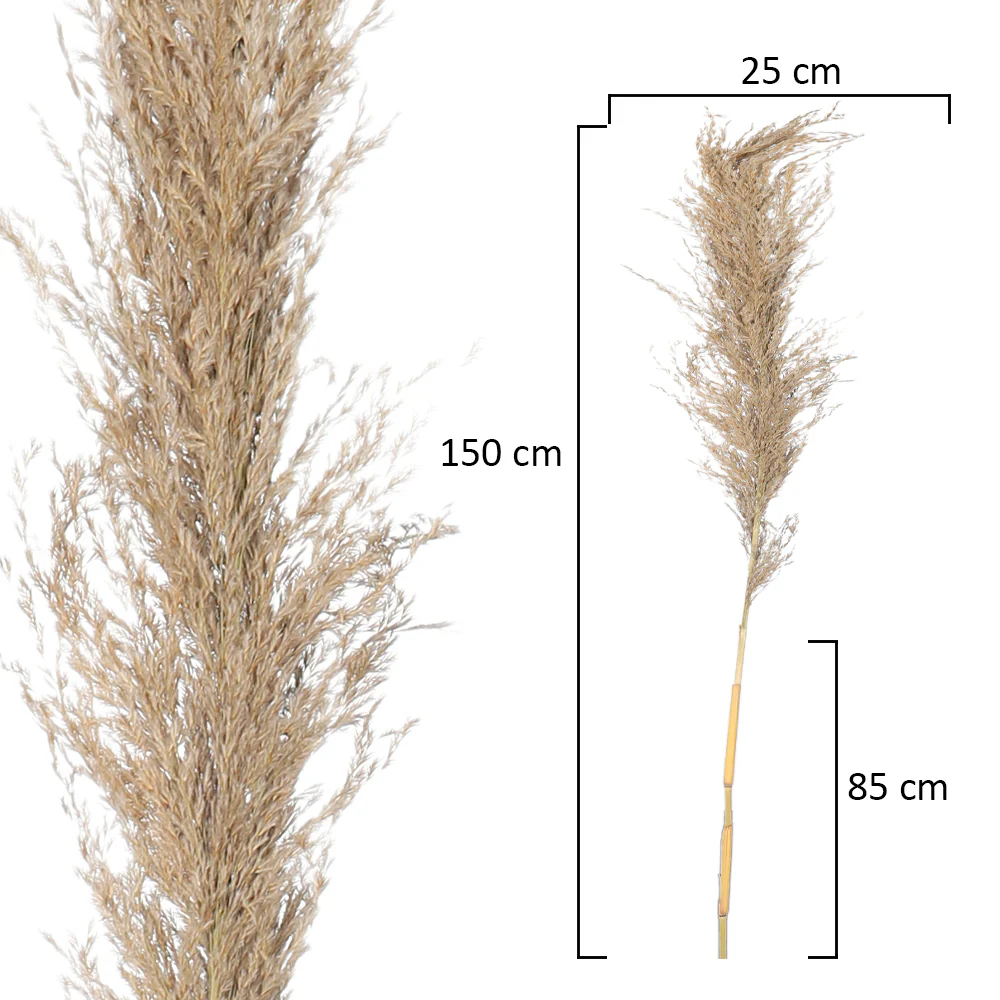 2-Packs Natural Dried Pampas Grass(without vase) - Image 2