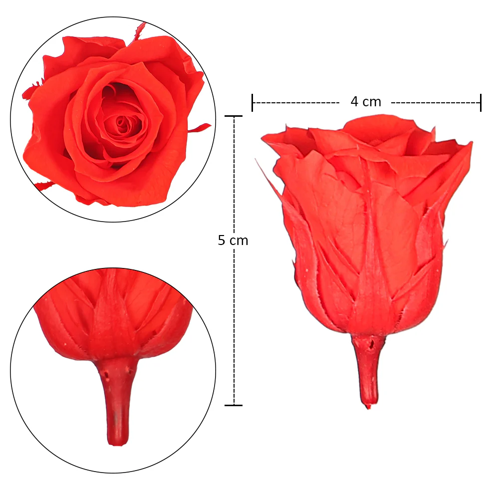 5cm Preserved Rose Flower - Image 6