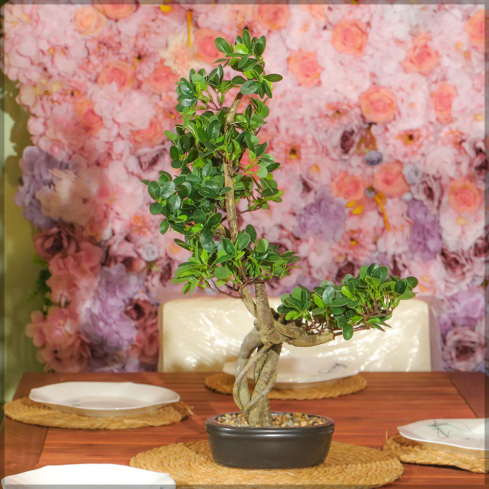 Artificial Cajuput Bonsai Tree - Image 11