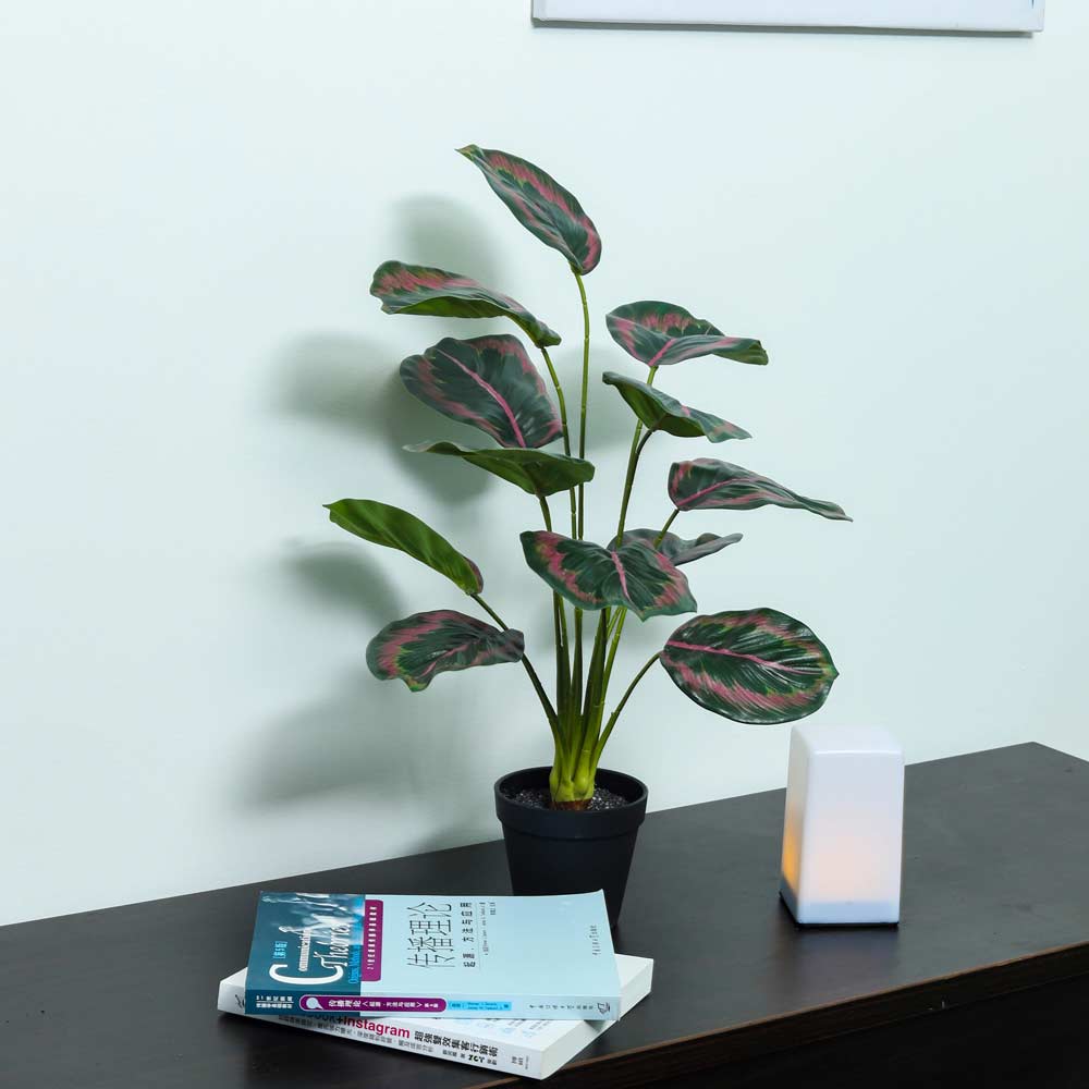 Artificial Calathea Roseopicta Plant - Image 4