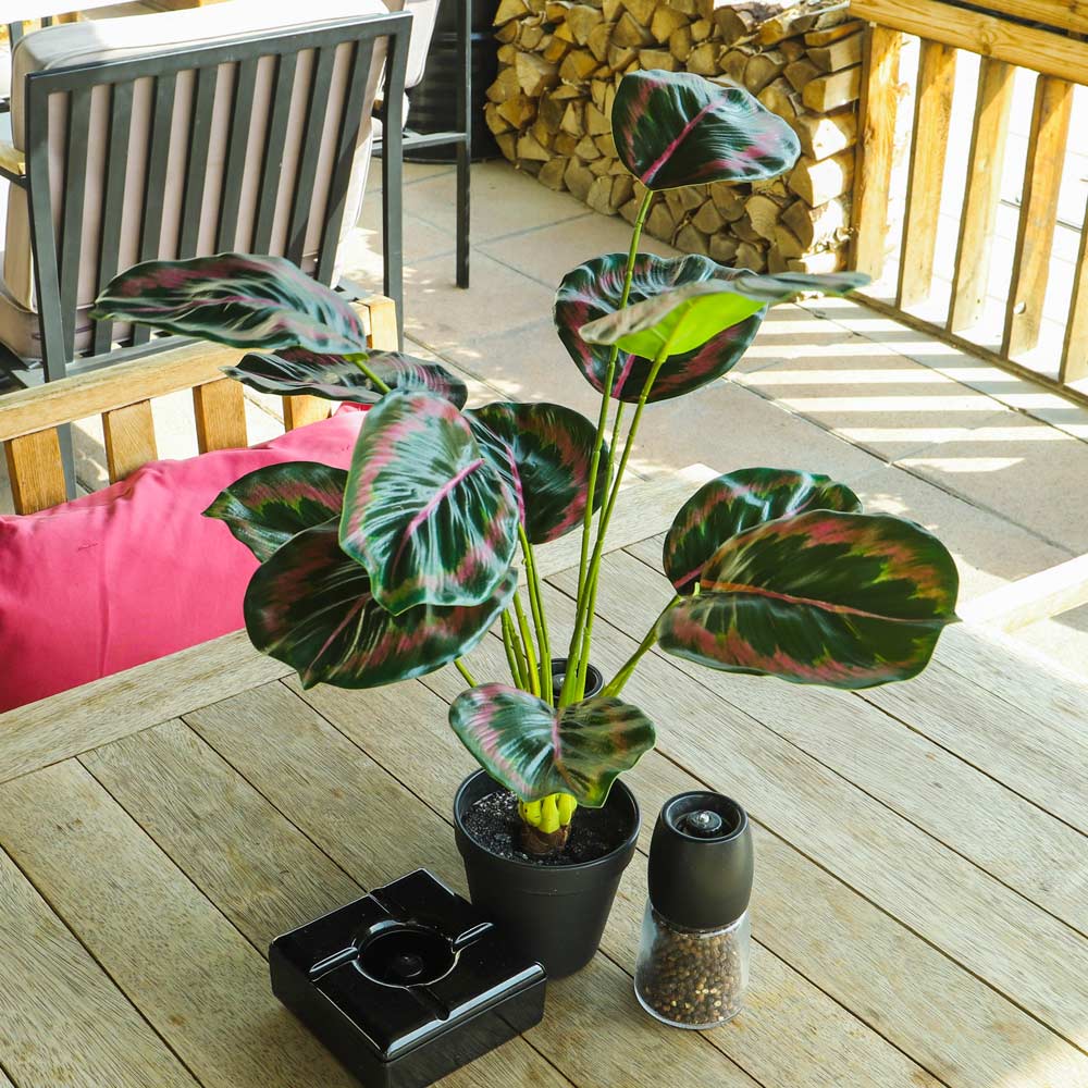 Artificial Calathea Roseopicta Plant - Image 5