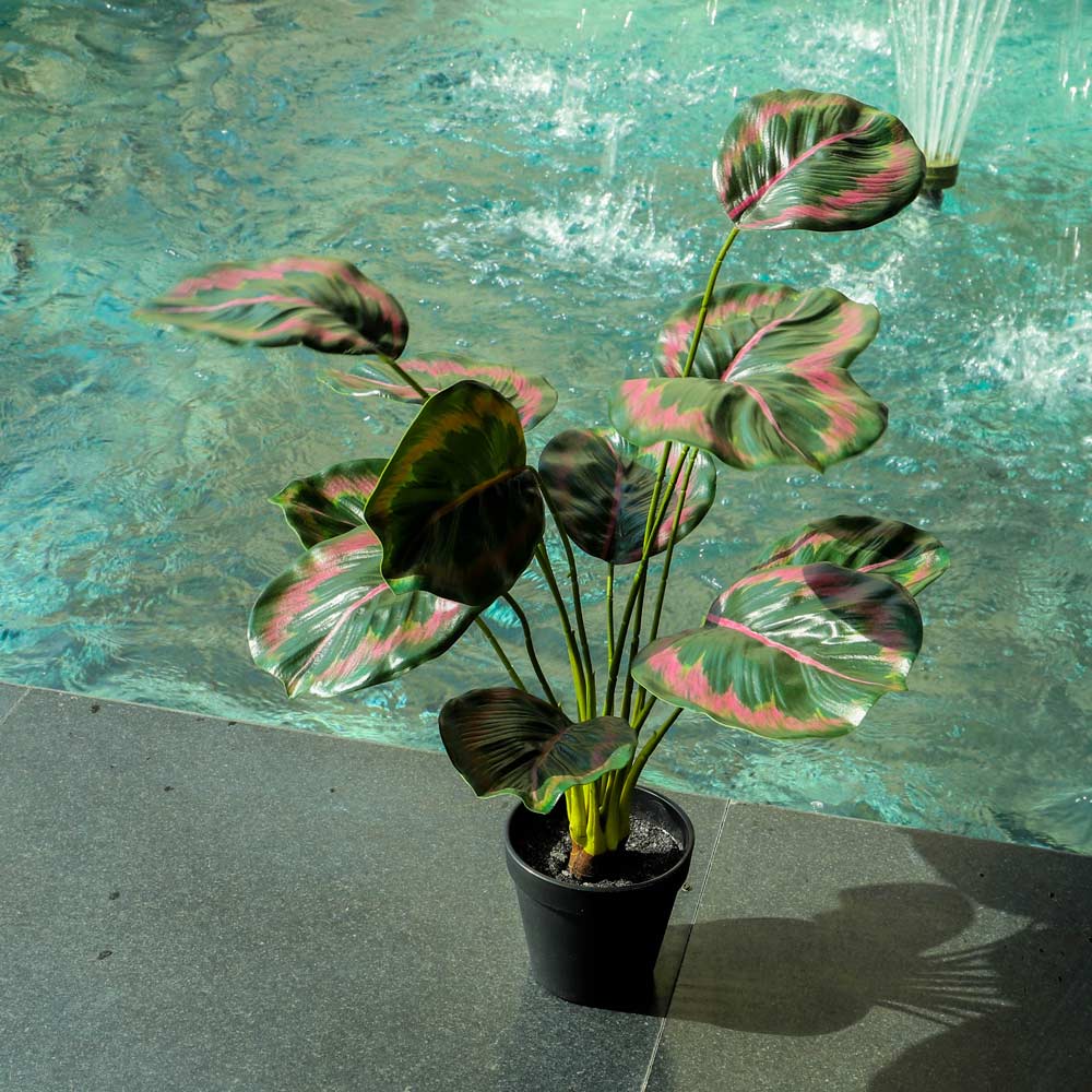 Artificial Calathea Roseopicta Plant - Image 6