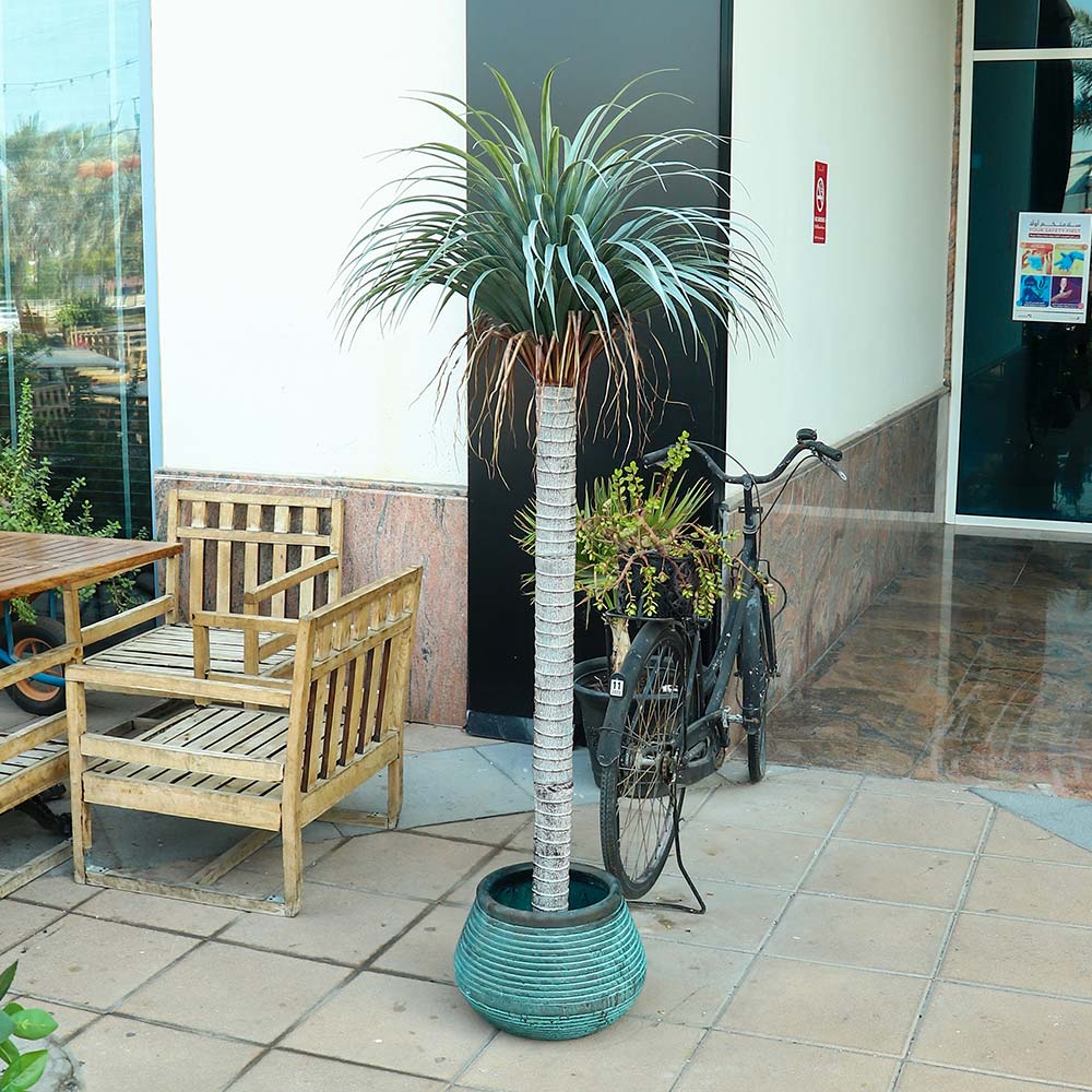 Artificial Dracaena Plant 1.85 Meter High(with black nursery pot)