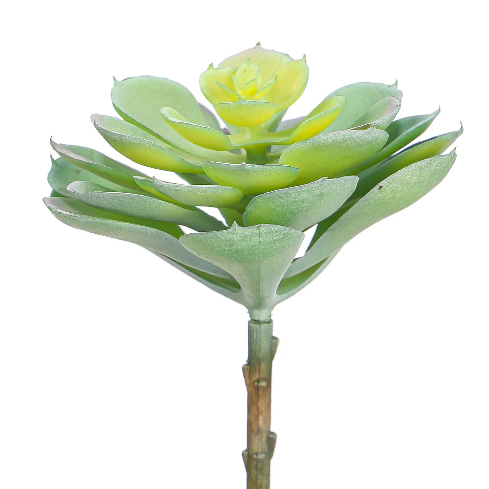 Single Piece Artificial Echeveria Elegans Succulent - Image 5