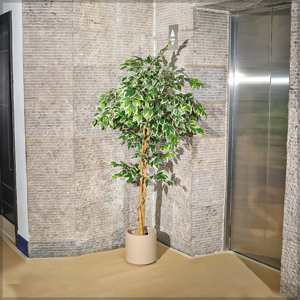 Artificial Ficus Plant 180cm Tall - Image 4