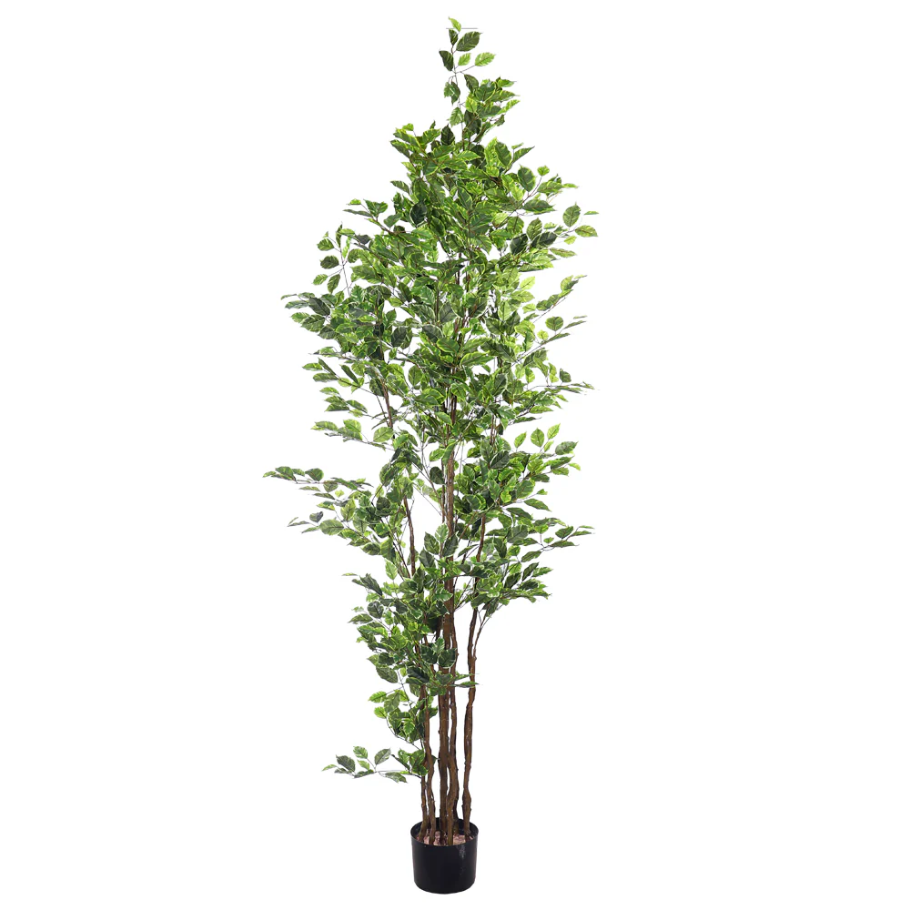 Artificial Ficus Plant 250cm Tall - Image 4