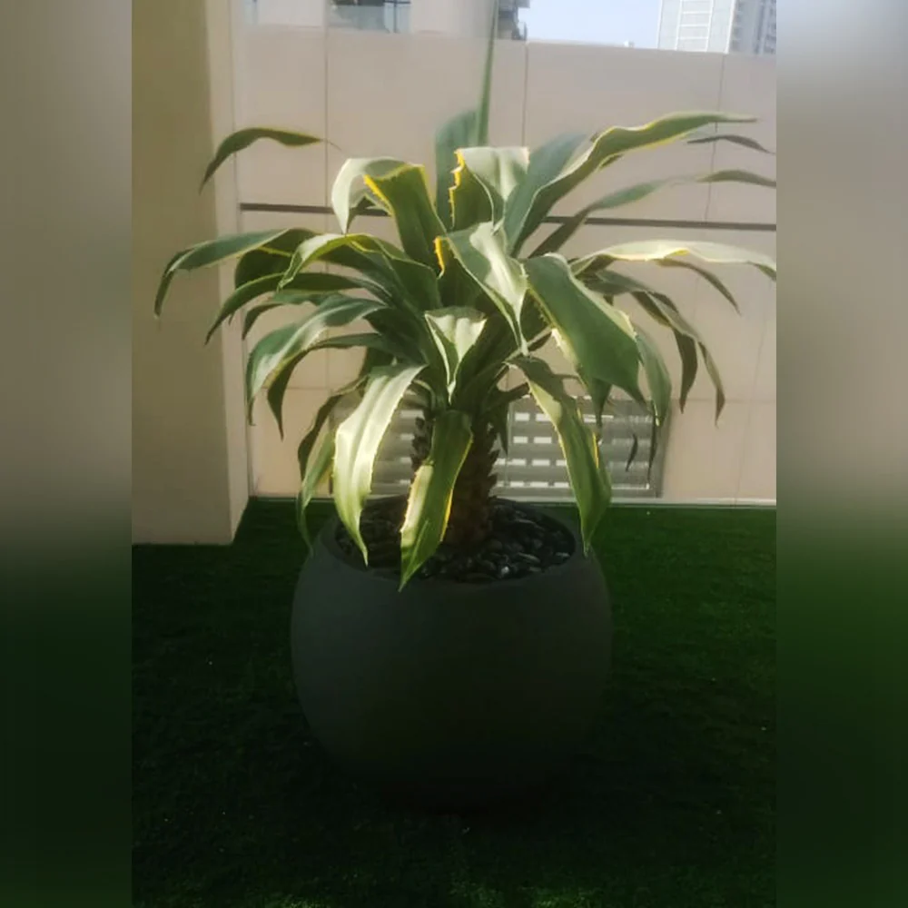Artificial Olive , Banana and Cactus Arrangement - Image 3