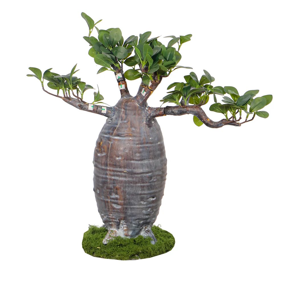 Artificial Potted Baobab Plants