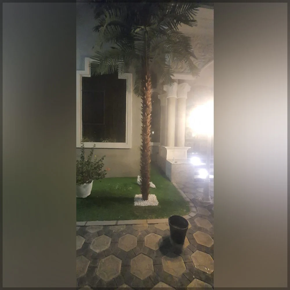 Backyard Plant Decoration Using Nearly Natural Cherry Blossom Plant 3.2 m High and 5M high Palm Tree - Image 5
