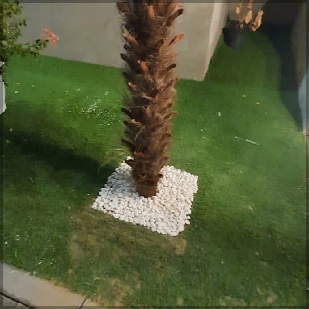 Backyard Plant Decoration Using Nearly Natural Cherry Blossom Plant 3.2 m High and 5M high Palm Tree - Image 6