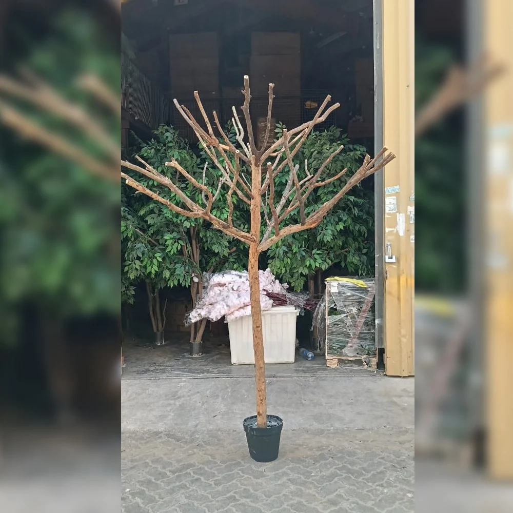 Blossoming Beauty : Pink Cherry Blossom Tree in Urban Setting for display purposes only (non-sale) - Image 2