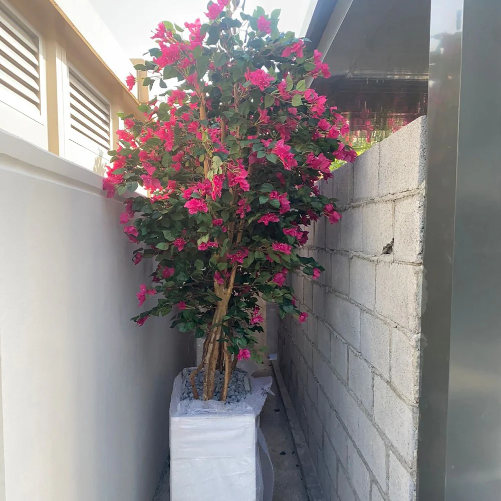 Bougainvillea Terrace Border for display purposes only (non-sale) - Image 5