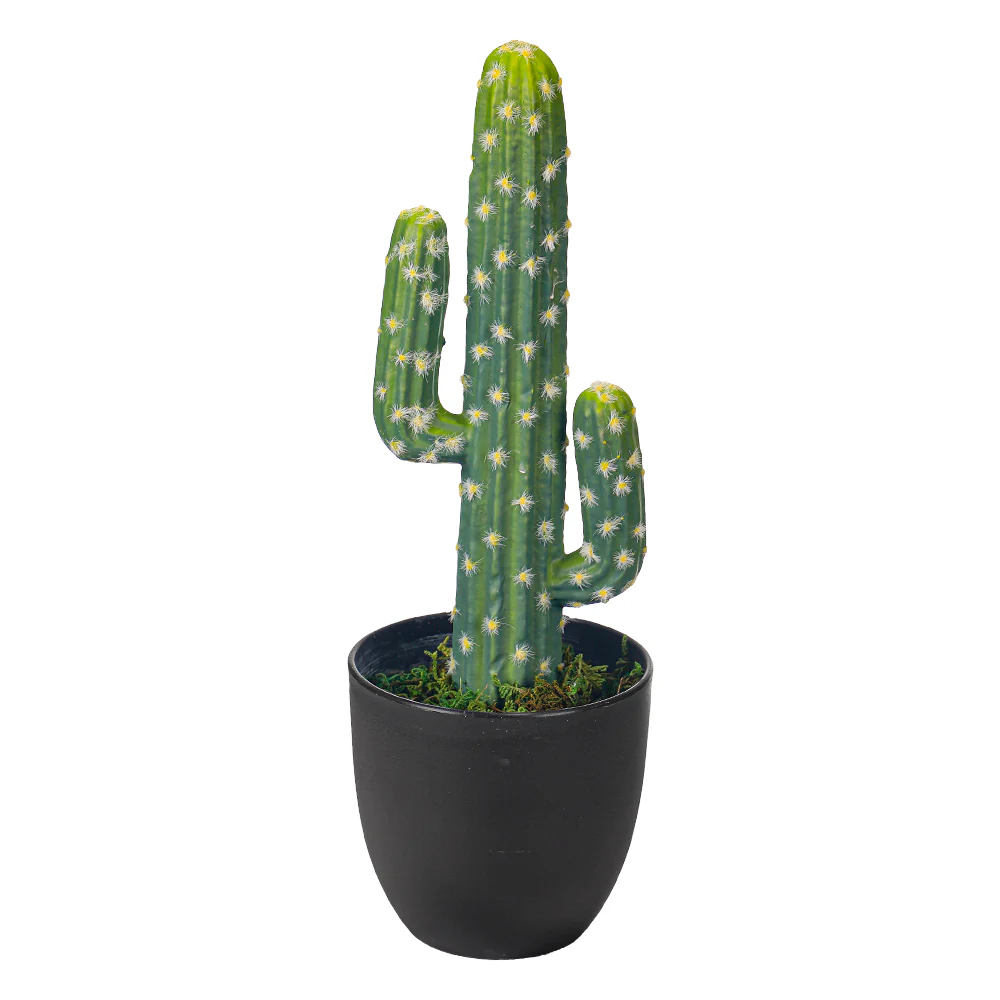 Cactus Plant with Pot - Image 2