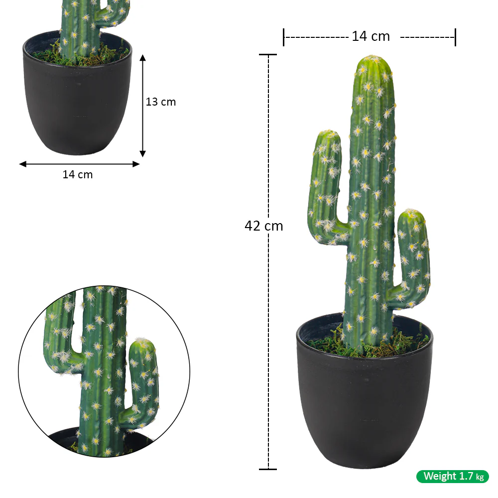 Cactus Plant with Pot - Image 3