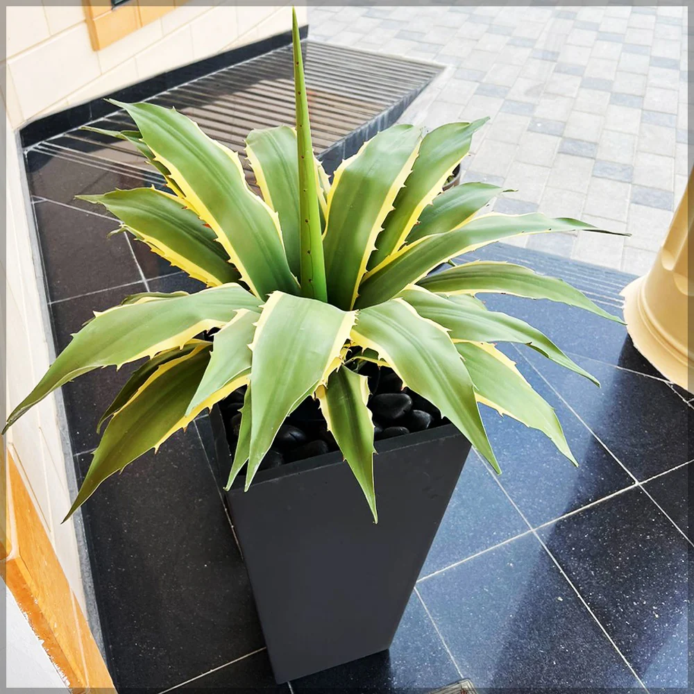 Century Plant Arrangement for Home - Image 3