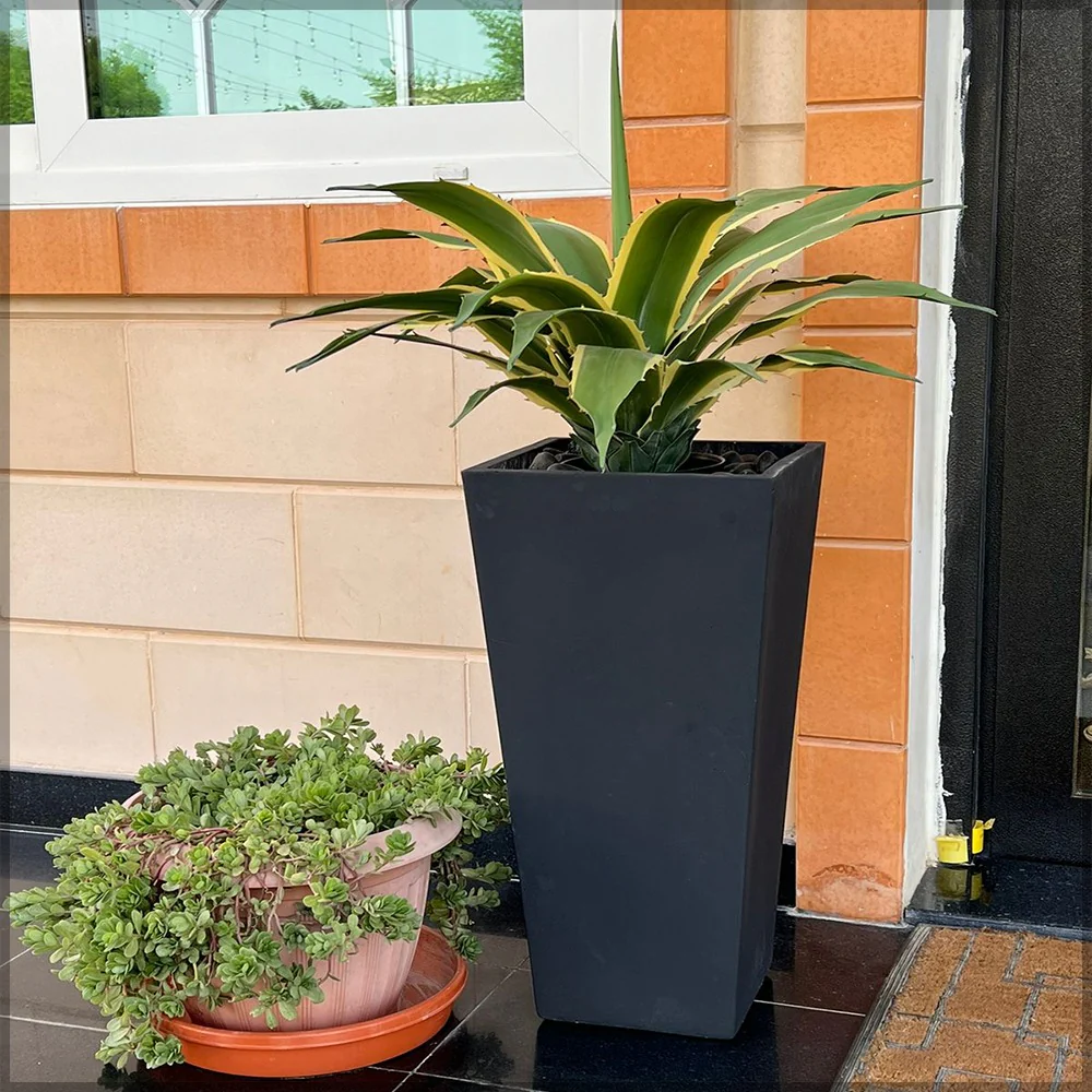 Century Plant Arrangement for Home - Image 4
