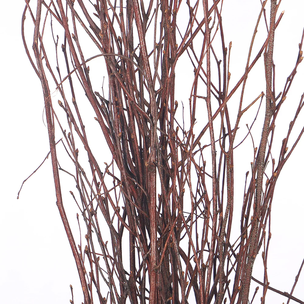 Decorative Bundle of Natural Birch Twigs - Image 4