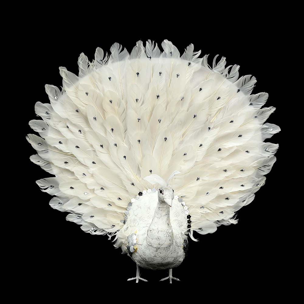 Decorative Fancy Peacock Bird - Image 2