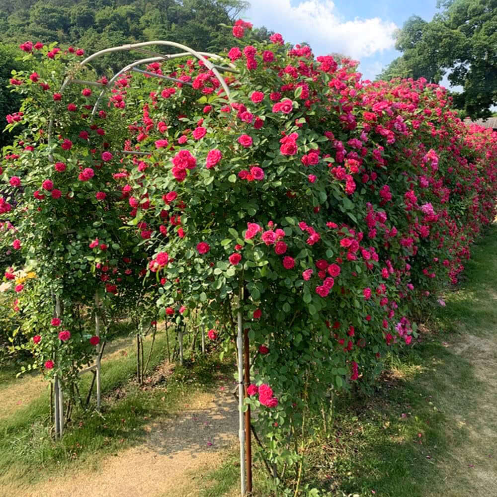 1 Piece Decorative Garden Arch (Arch Only) - Image 20