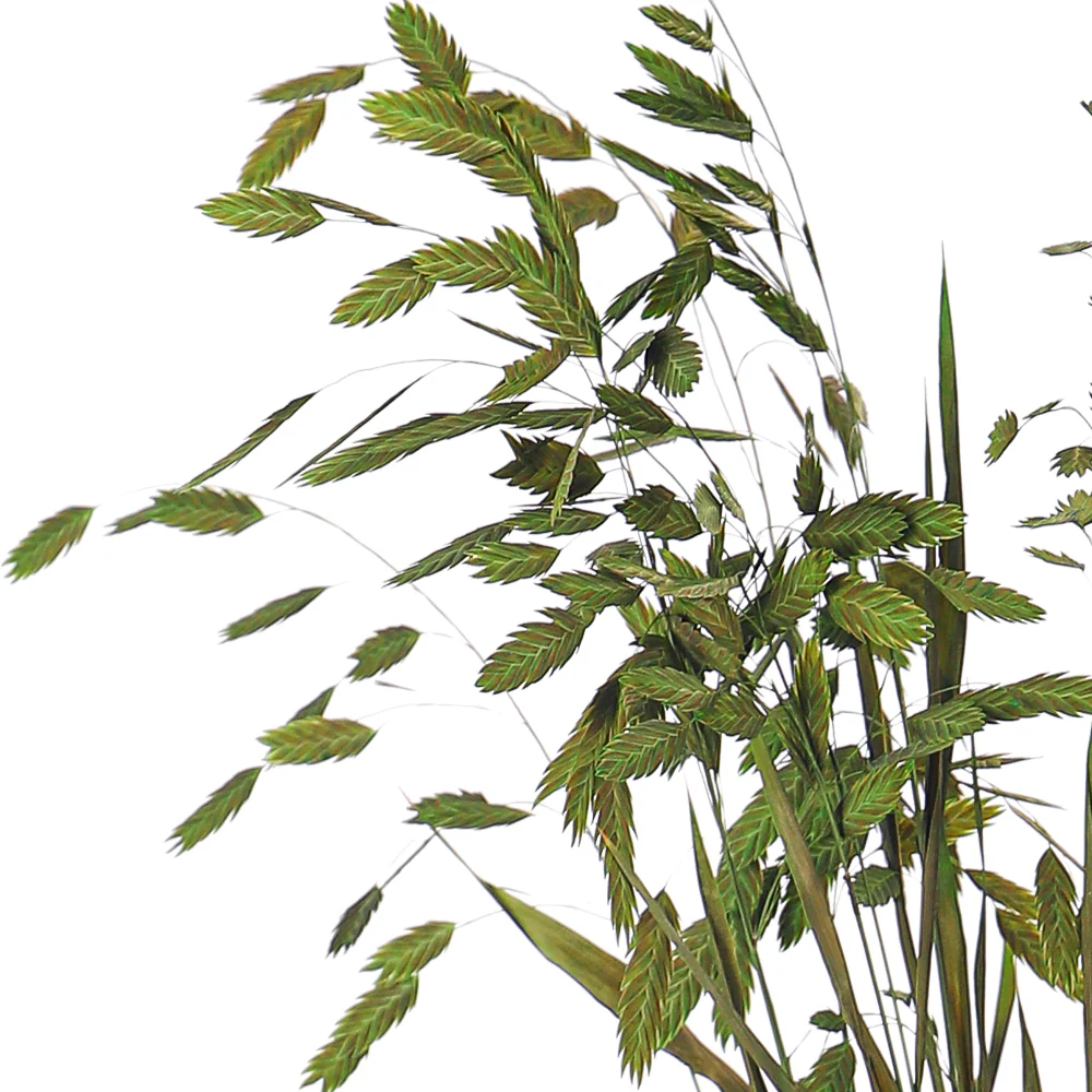 Decorative Natural Dried Sea Oats(without vase) - Image 3