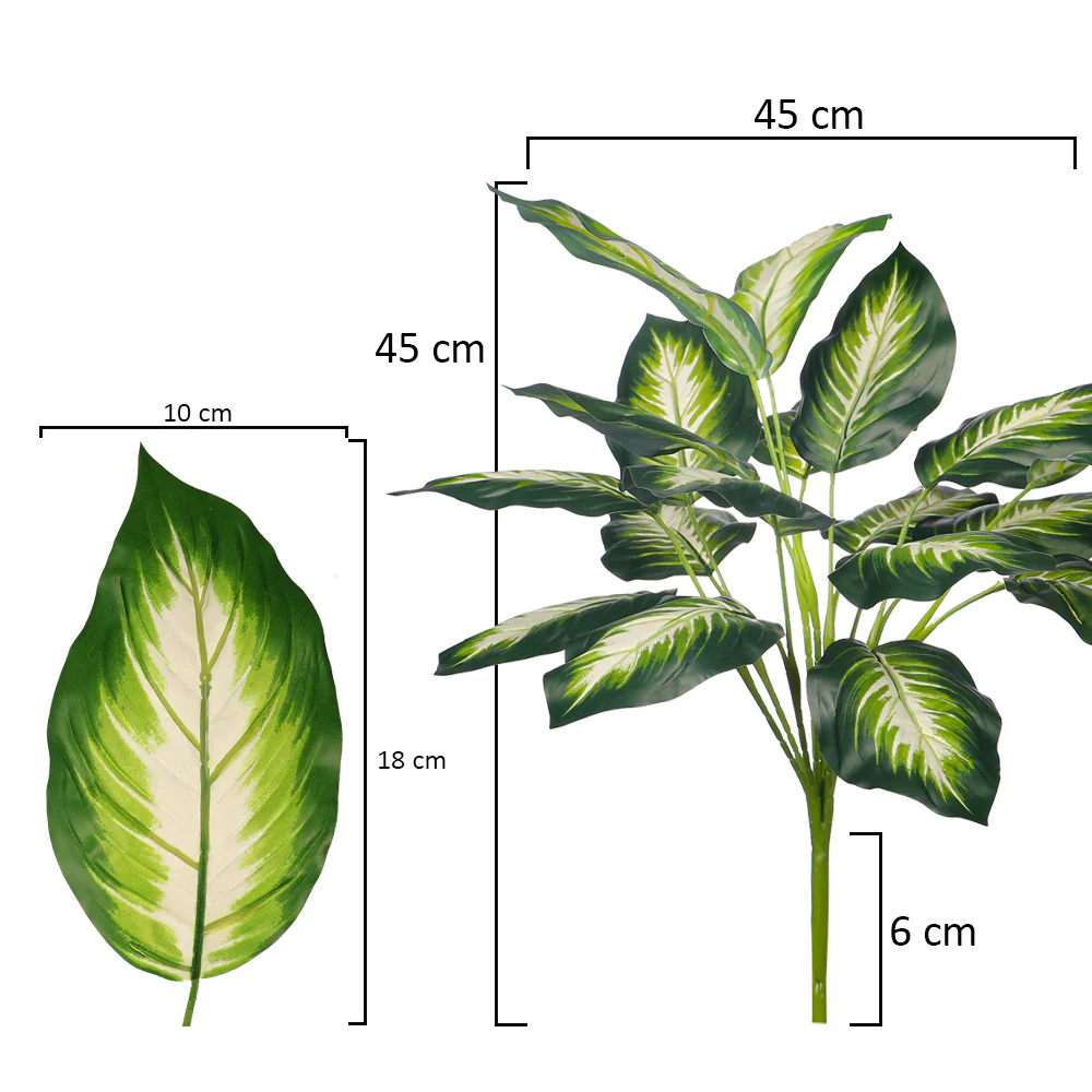 Dieffenbachia Leaves - Image 2