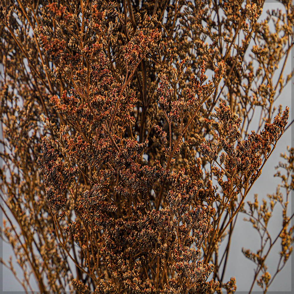Dried German Statice Flower(without vase) - Image 3