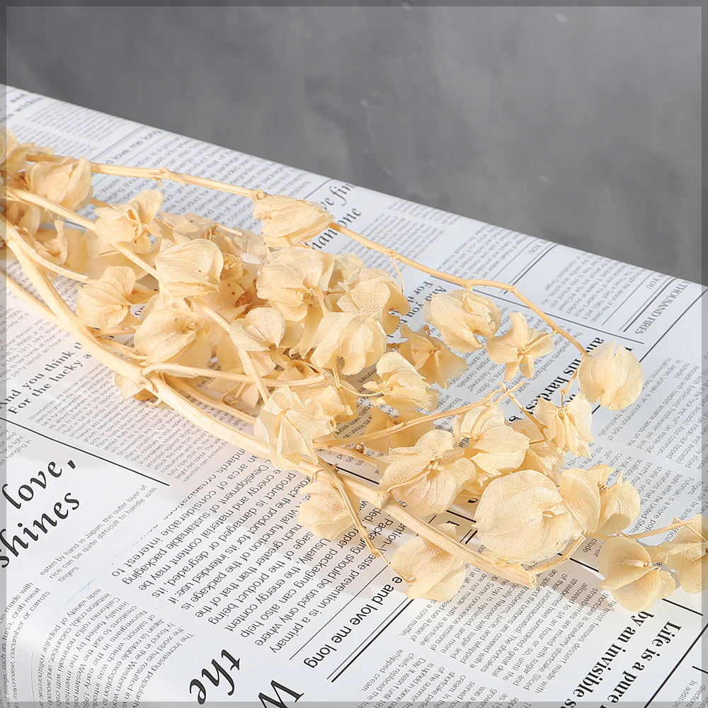 Dried Lantern Flower Stems