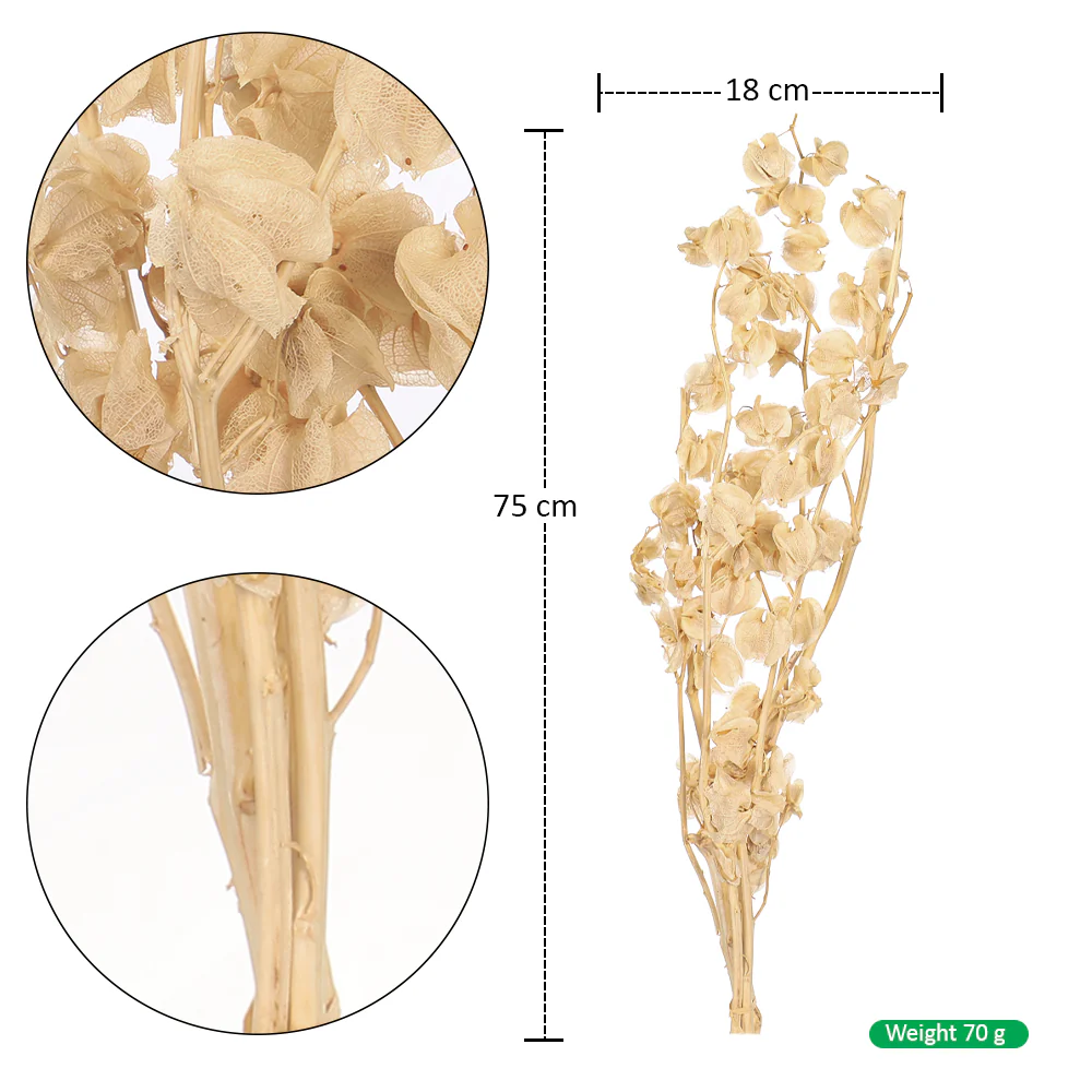 Dried Lantern Flower Stems - Image 2