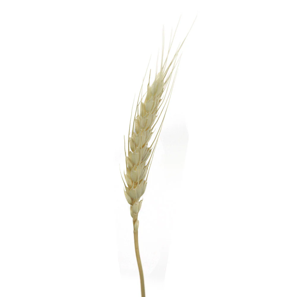 Dried Natural Wheat White and Brown(non-arrangement) - Image 3