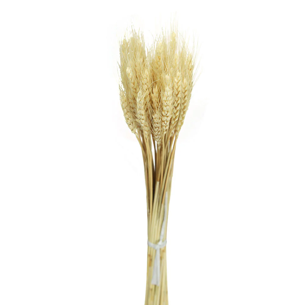 Dried Natural Wheat White and Brown(non-arrangement) - Image 5