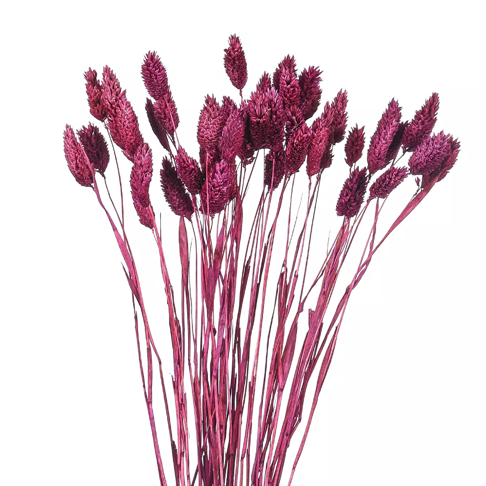 Dried Phalaris Grass(without vase) - Image 12