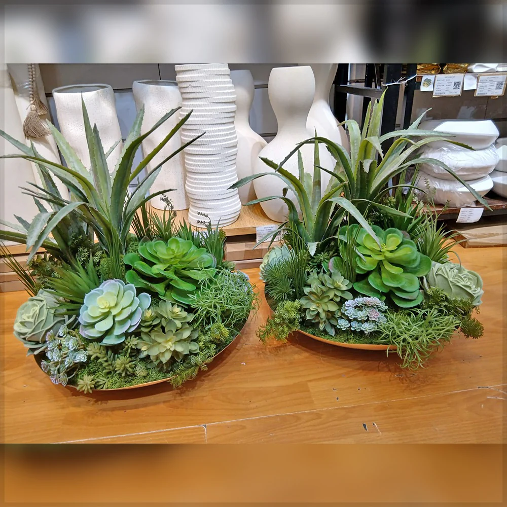 Elegant Arrangement of Succulents and Aloe Vera for display purposes only (non-sale)