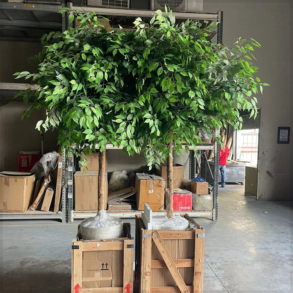 Elegant Indoor Ficus Tree - Image 2