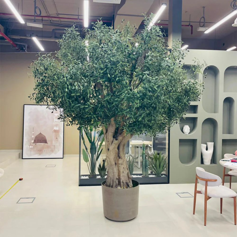 Elegant Indoor Olive Tree for Modern Commercial Spaces