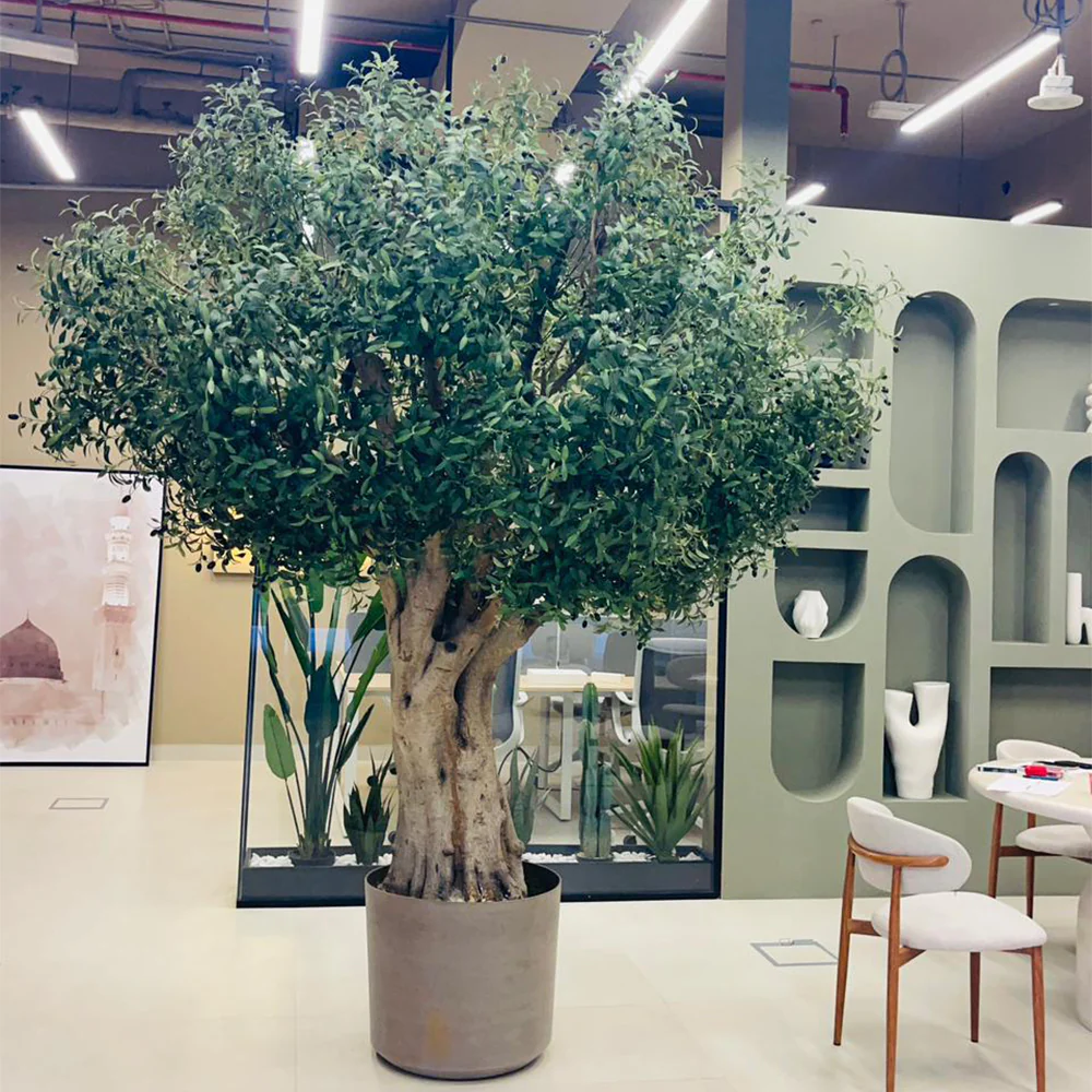Elegant Indoor Olive Tree for Modern Commercial Spaces - Image 2