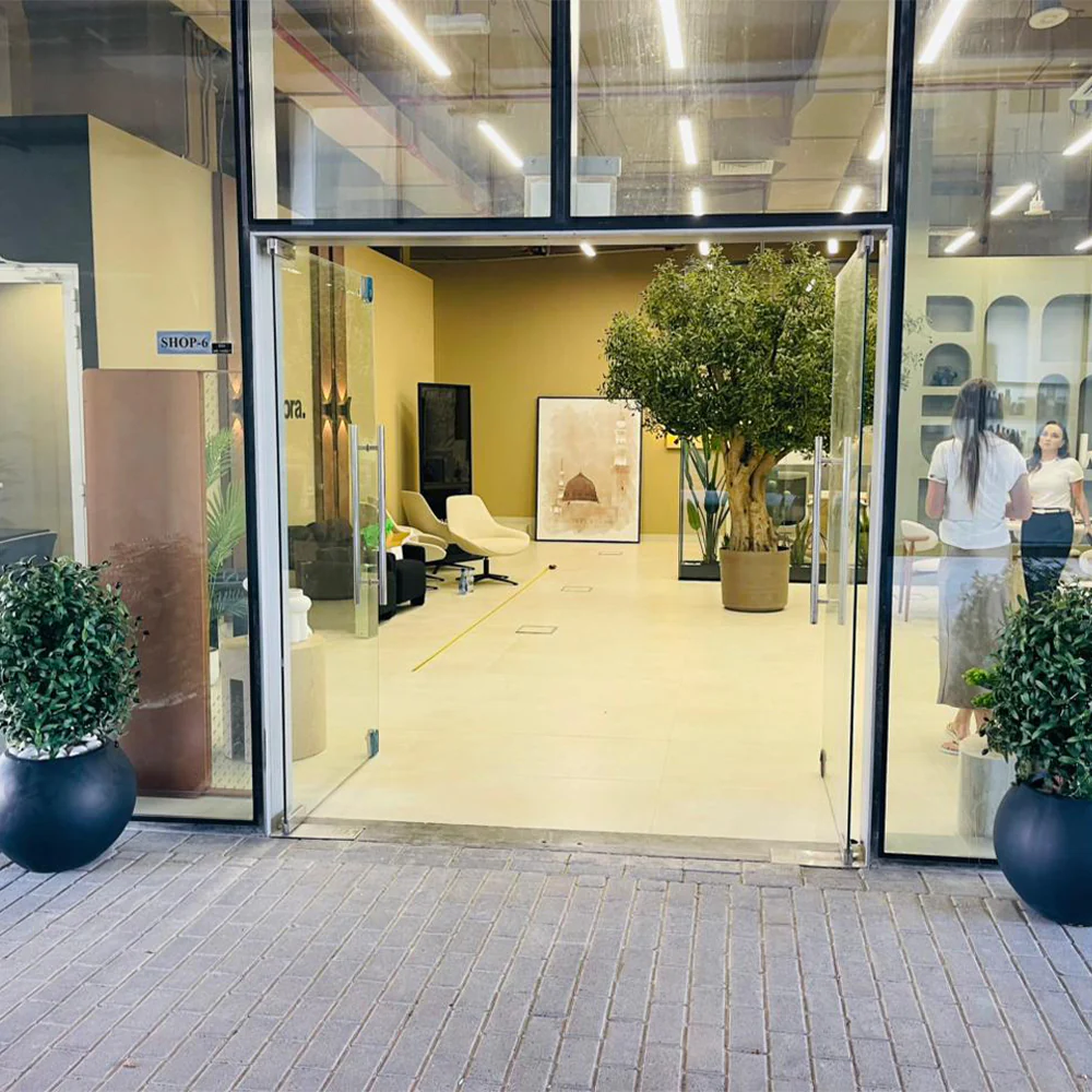 Elegant Indoor Olive Tree for Modern Commercial Spaces - Image 3