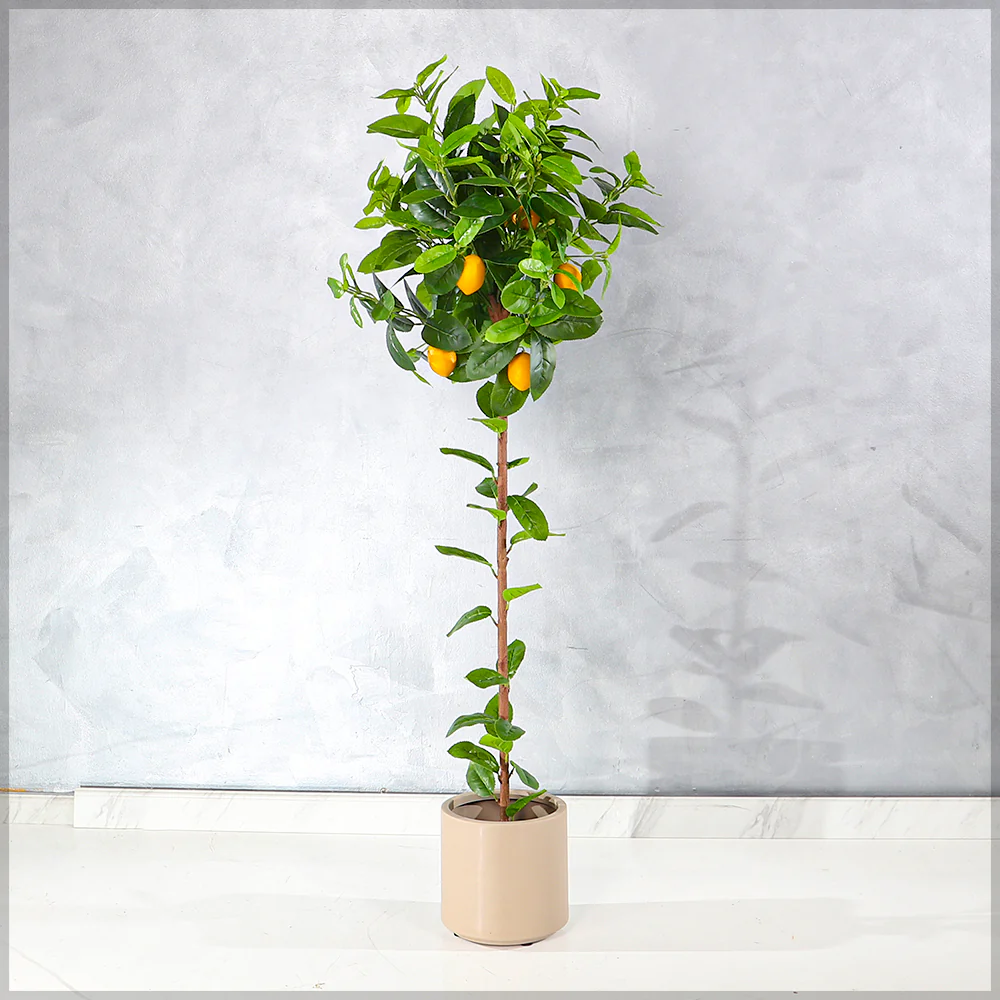 Faux Potted Lemon Plant(with black nursery pot) - Image 8