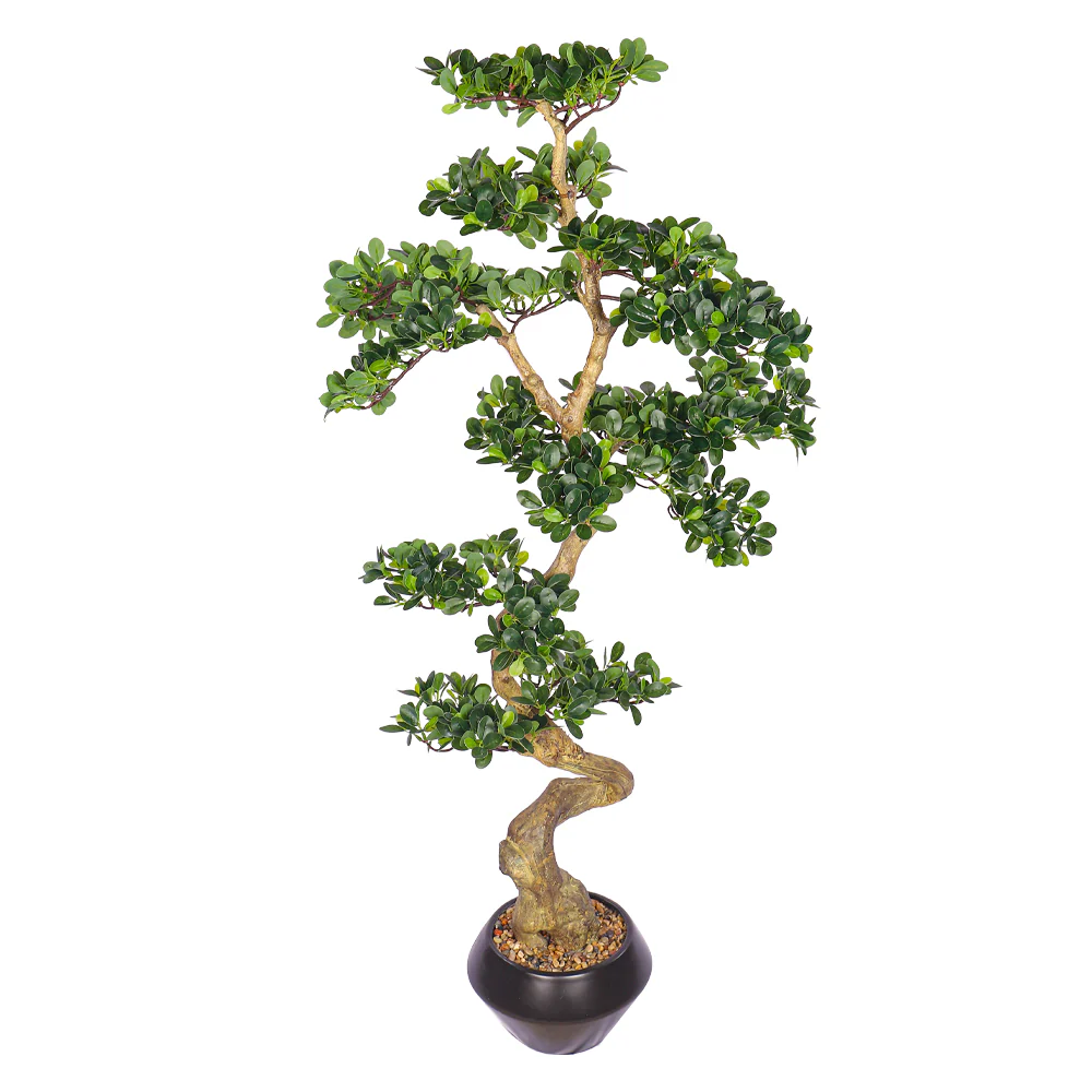 Ficus Microcarpa Bonsai Plant