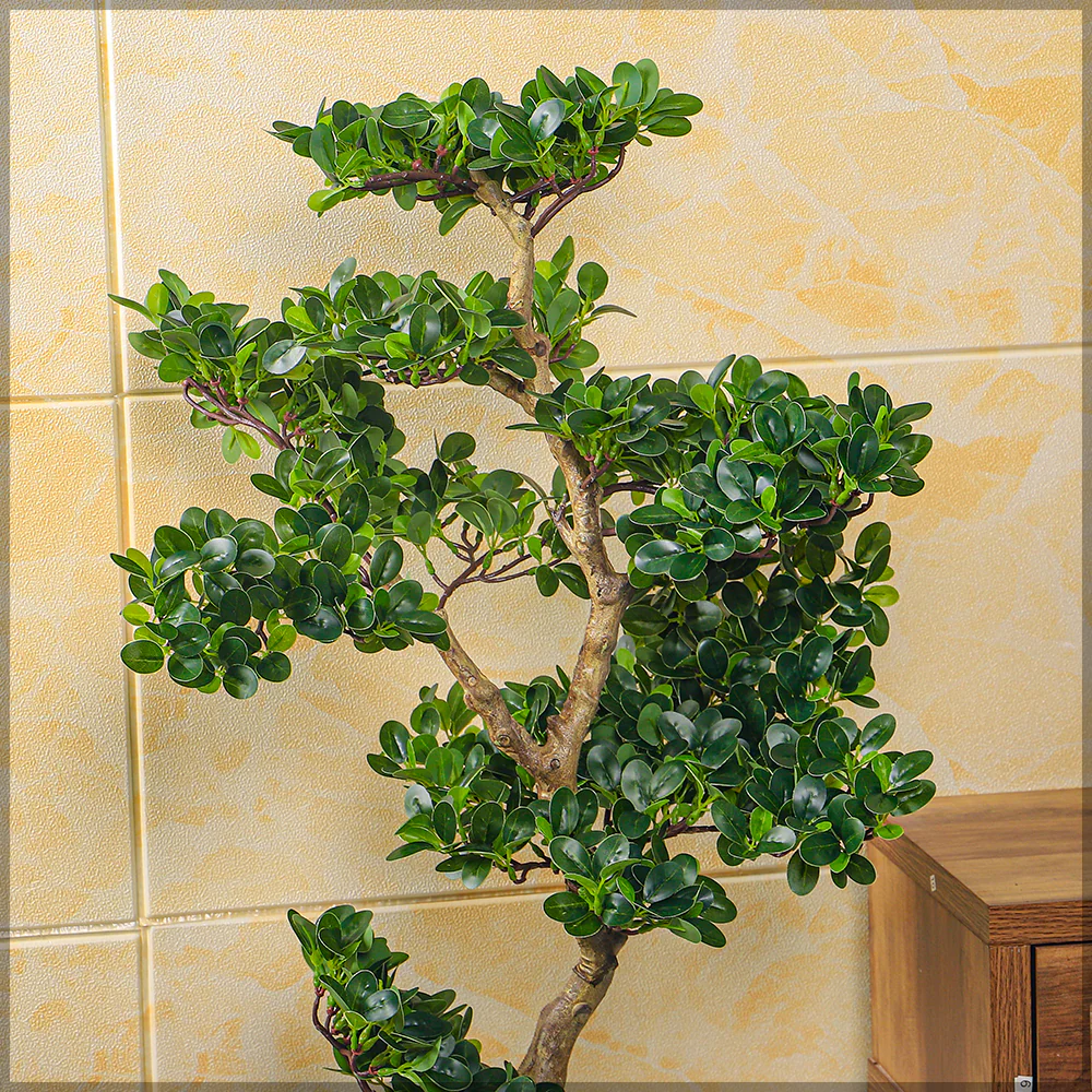 Ficus Microcarpa Bonsai Plant - Image 4