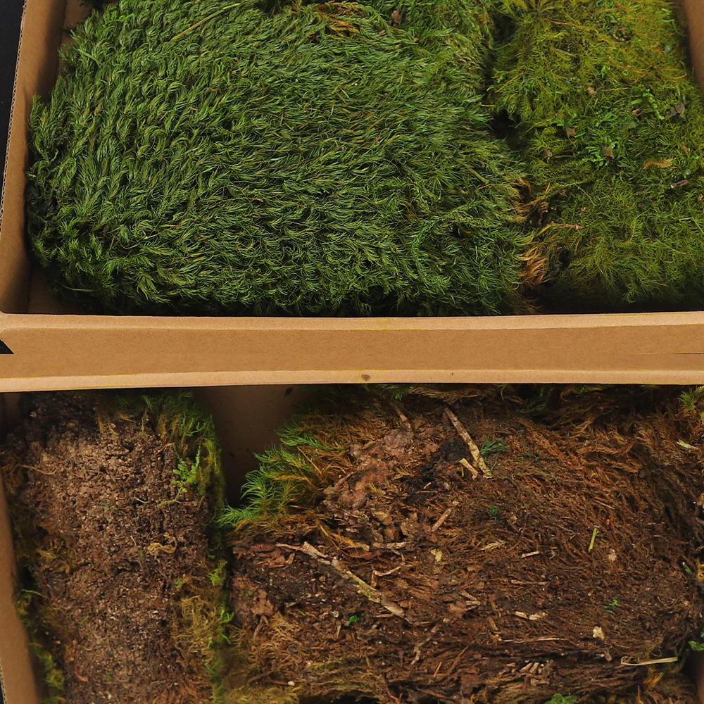 Green Dried Preserved Moss Pieces - Image 3