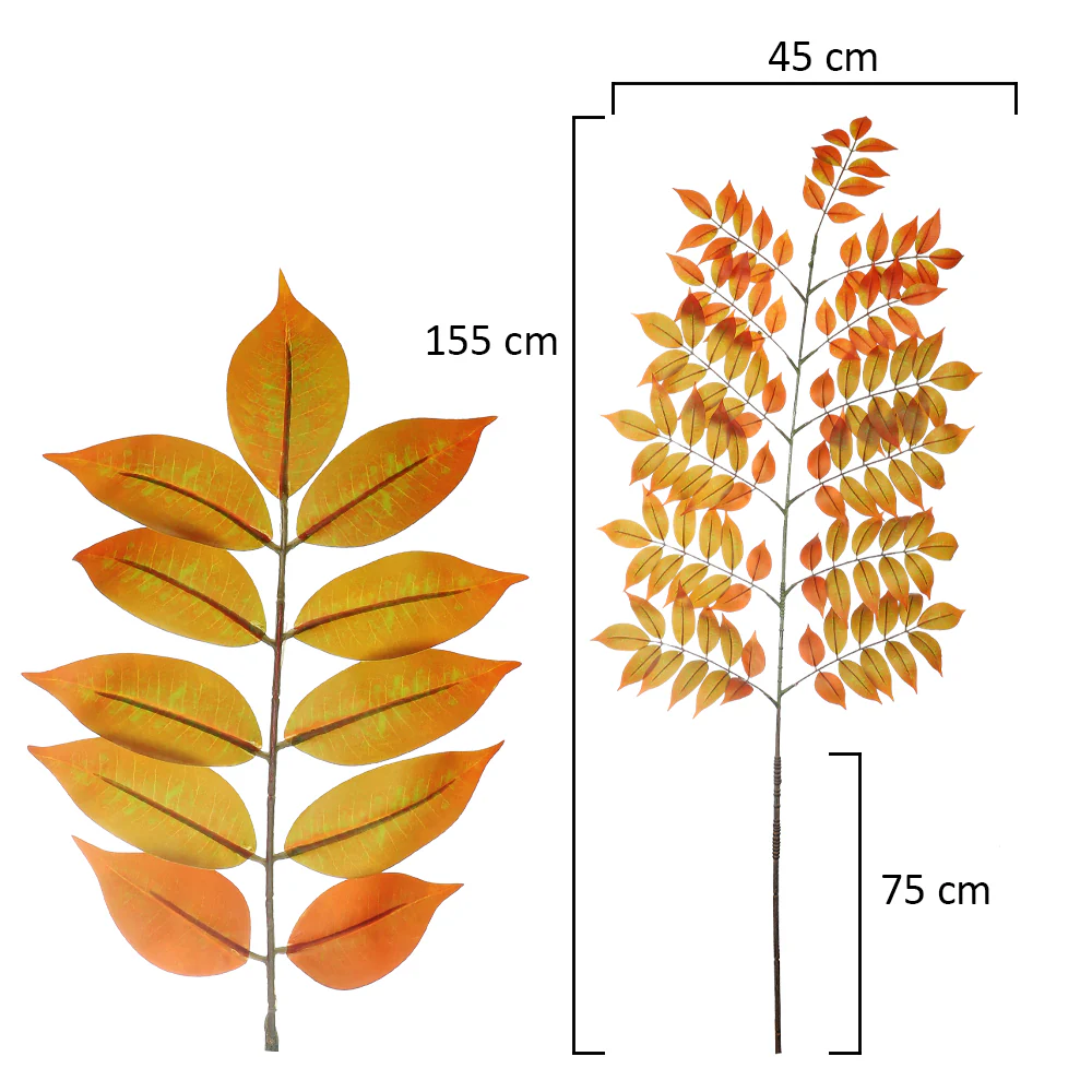 Gymnocladus Dioicus Leaves - Image 7