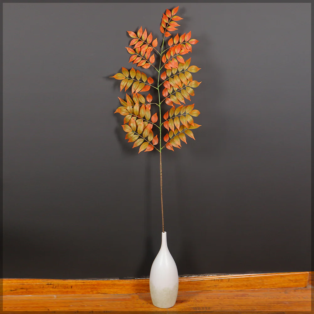 Gymnocladus Dioicus Leaves - Image 8