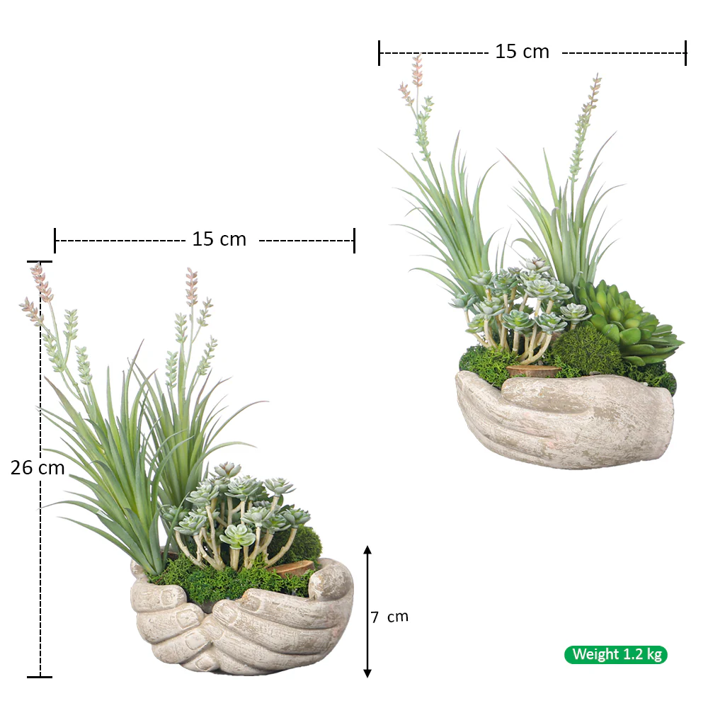 Hands of Nature Succulent Arrangement (1Pc) - Image 3