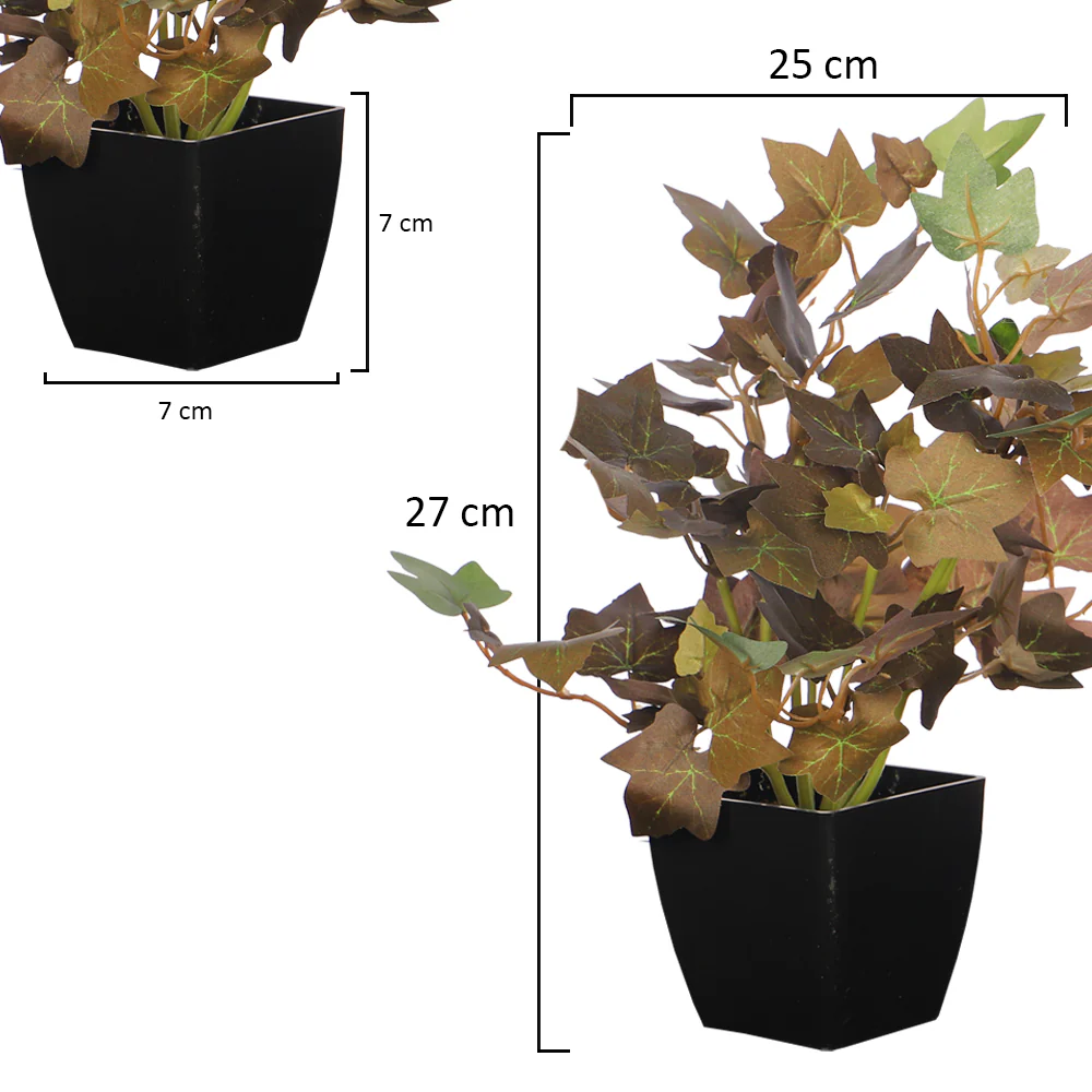 Mini Ivy Plant - Image 2