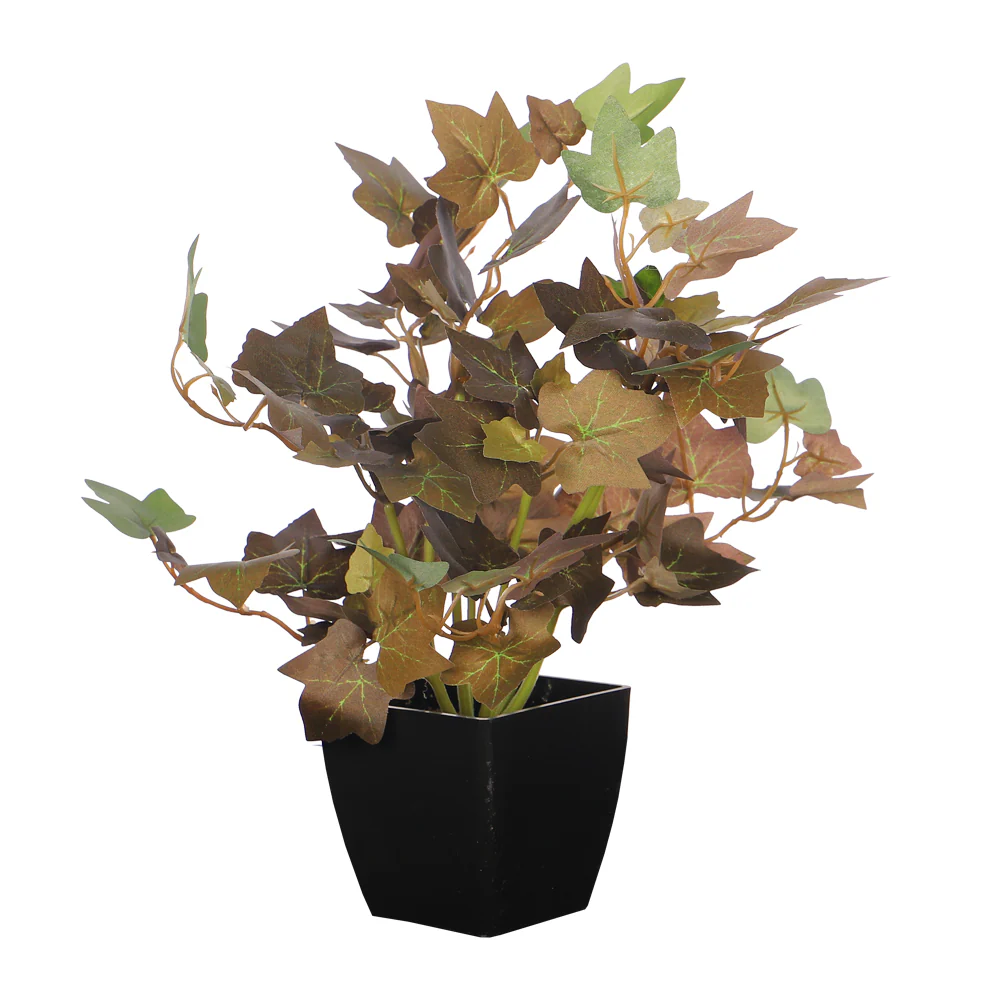 Mini Ivy Plant - Image 3