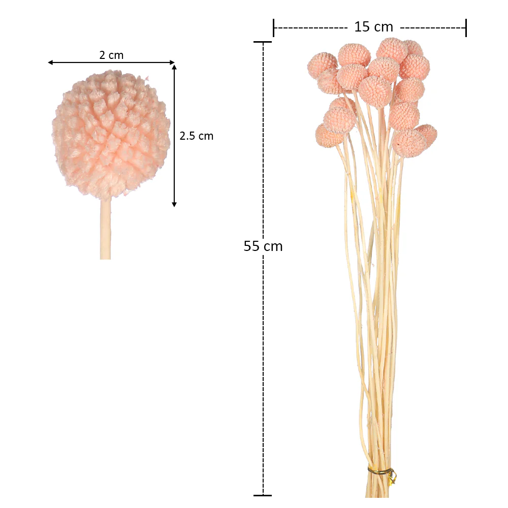 Natural Dried Craspedia Flower(without vase) - Image 14