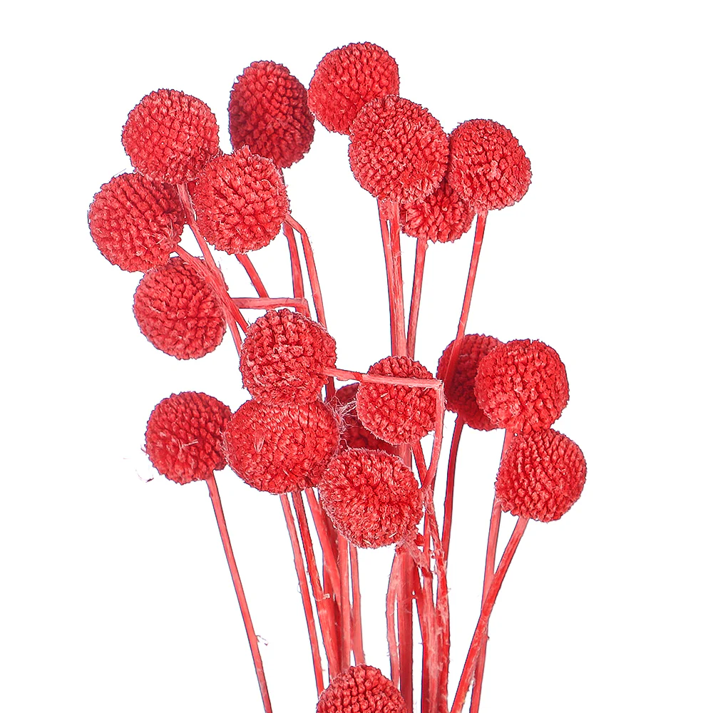 Natural Dried Craspedia Flower(without vase) - Image 19