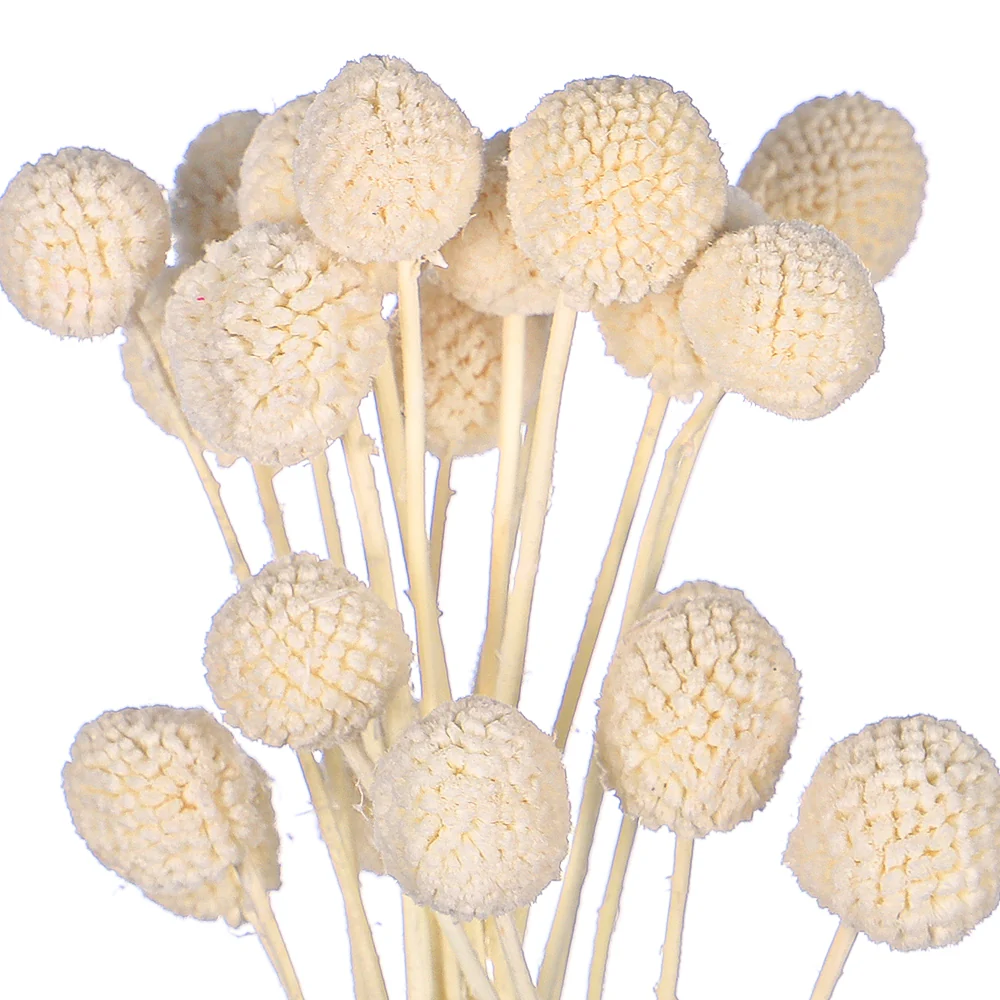 Natural Dried Craspedia Flower(without vase) - Image 3
